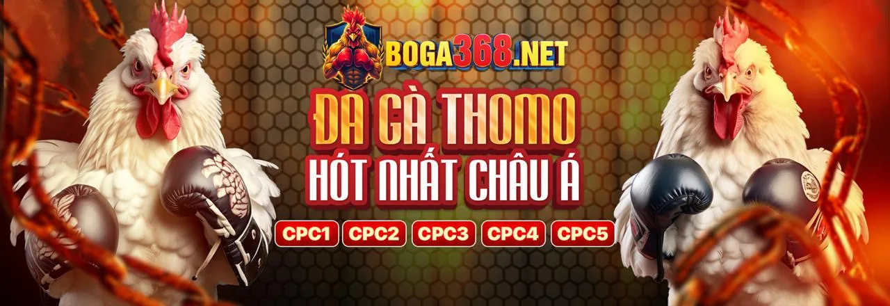 Đá gà trực tiếp Thomo tại gacam67a com